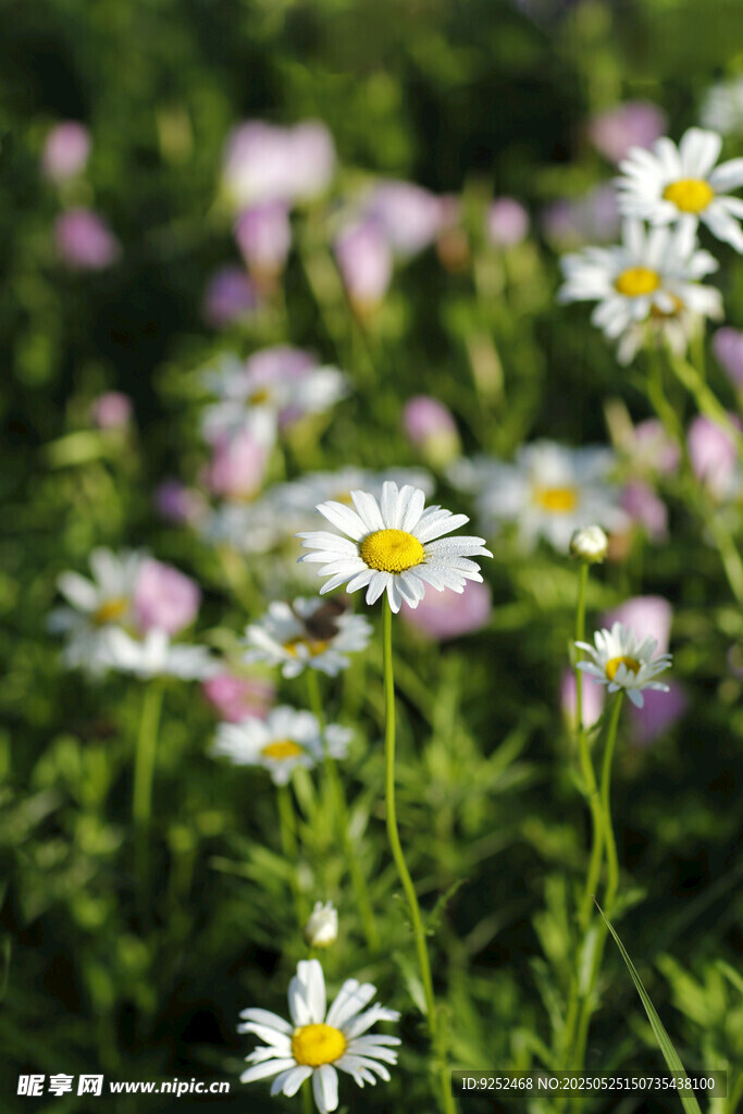 大滨菊
