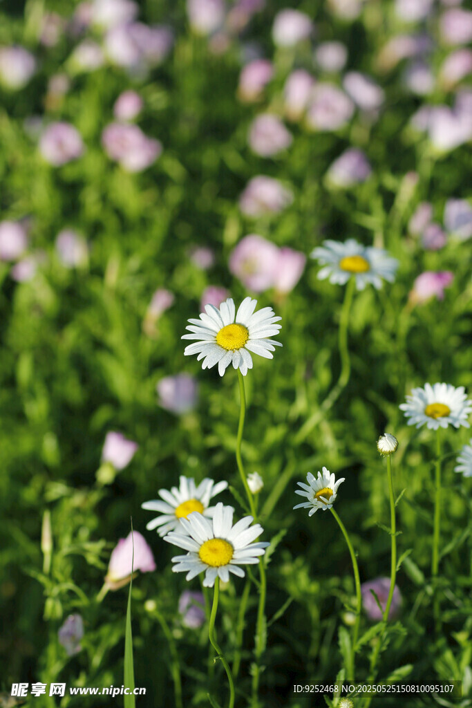 大滨菊 