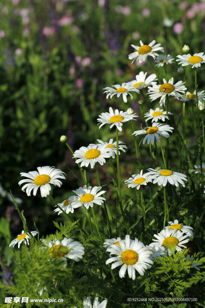 大滨菊