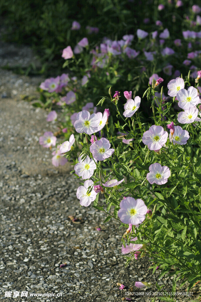 月见草