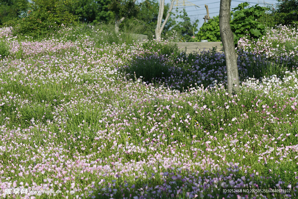 月见草花丛 