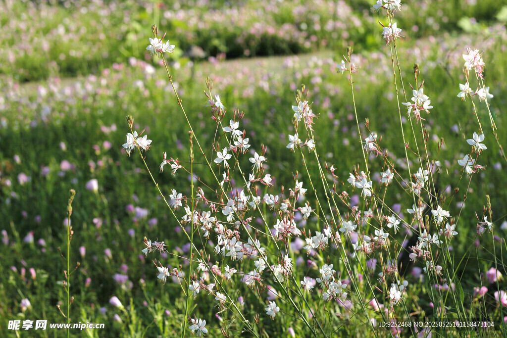 山桃花
