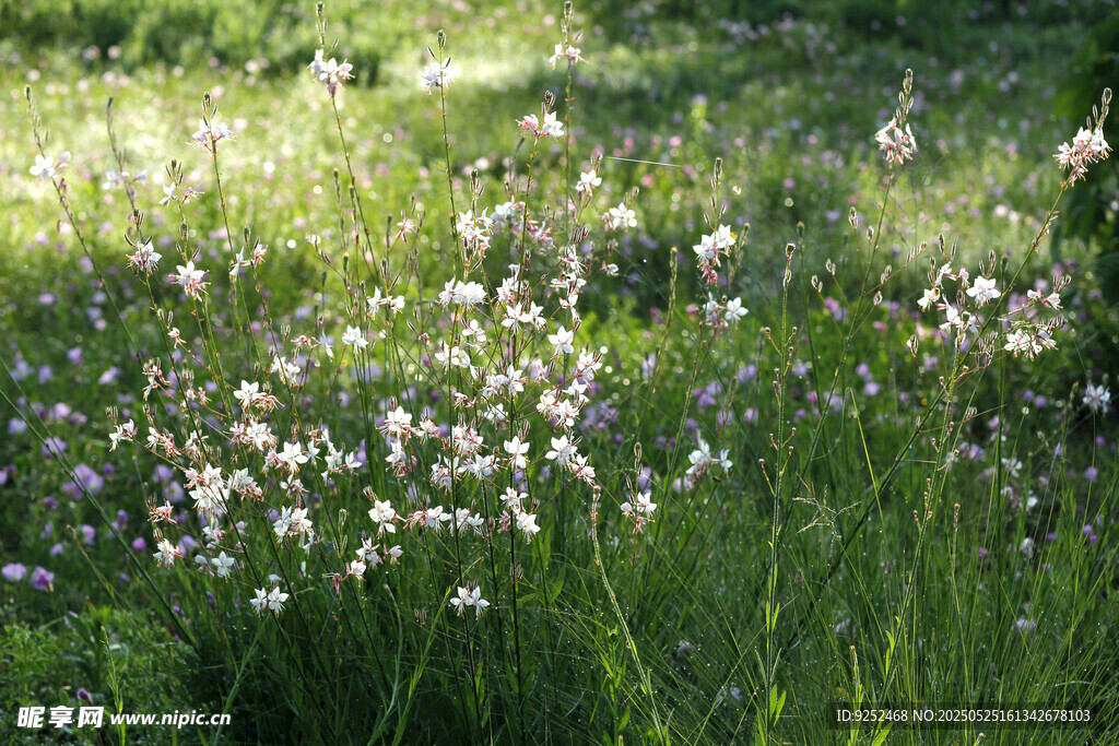 山桃花