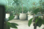 室内绿植盆栽景观