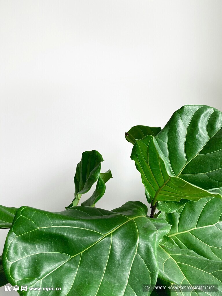 大叶片绿植特写