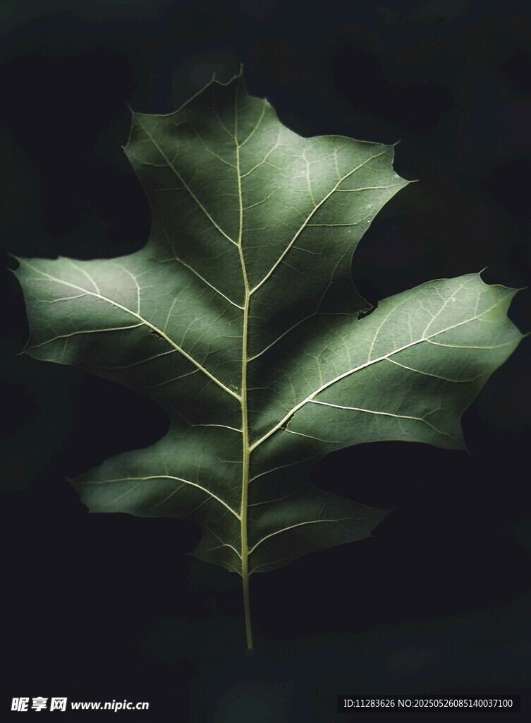 深背景下的翠绿橡树叶