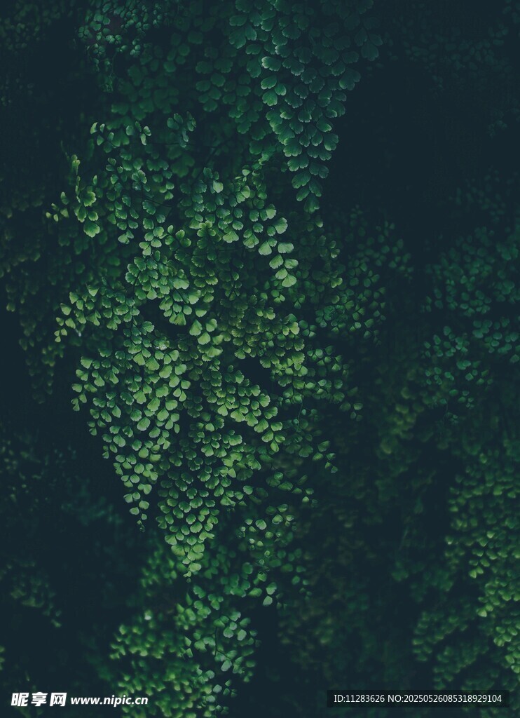 翠绿藤蔓枝叶繁茂景象