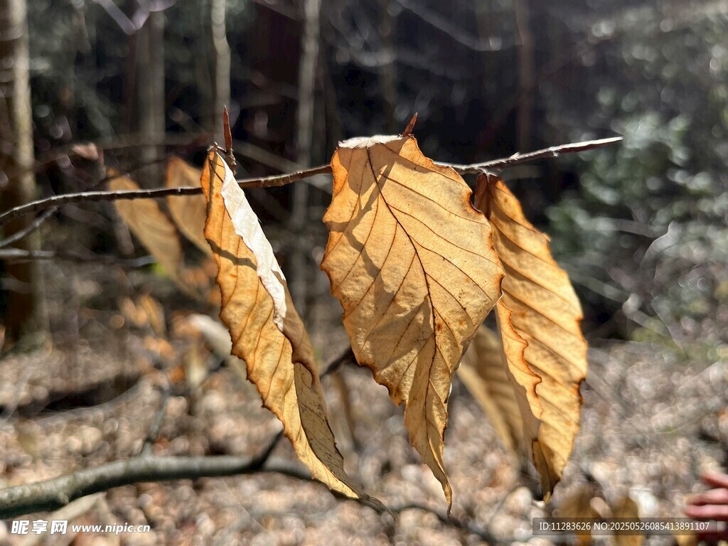树枝上的干枯黄叶
