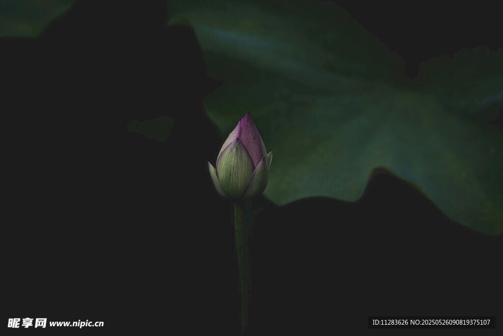 含苞待放的荷花