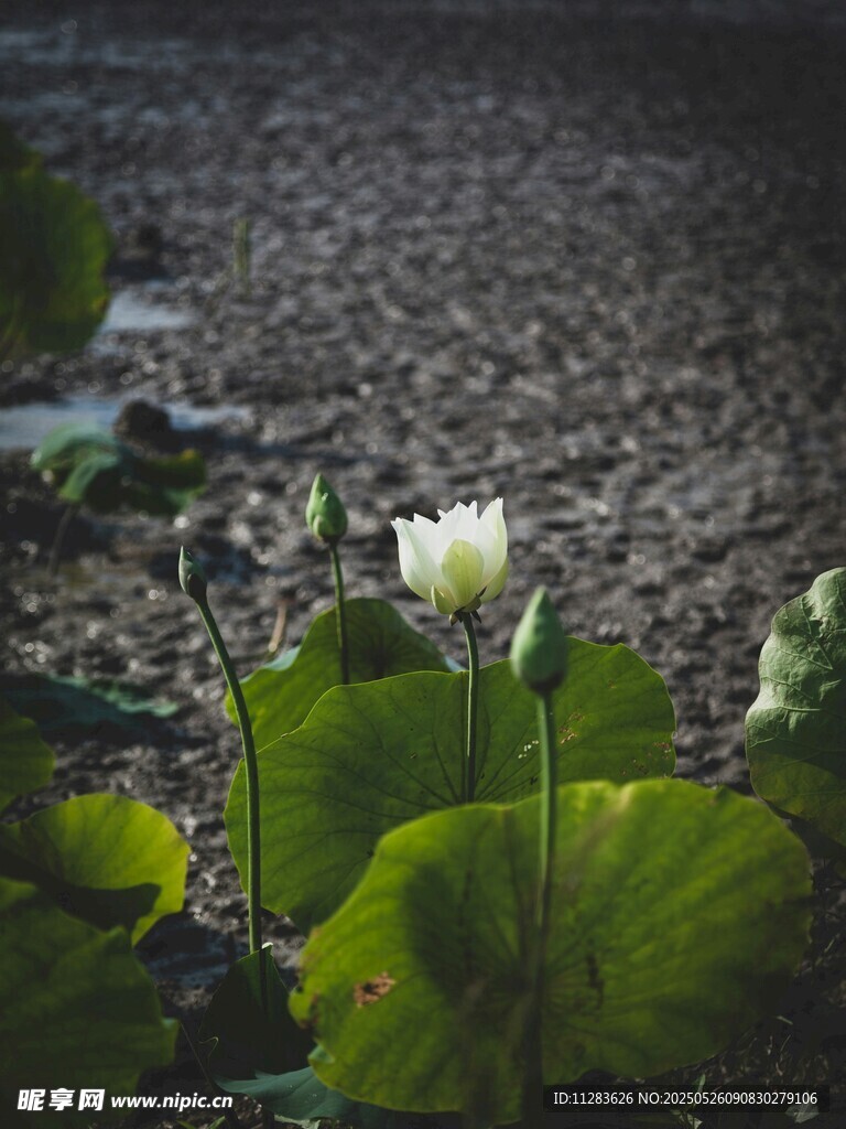 湖畔绽放的洁白荷花