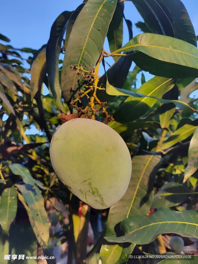 枝头挂着的芒果
