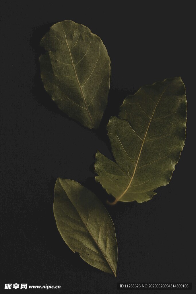 三片深绿叶片特写