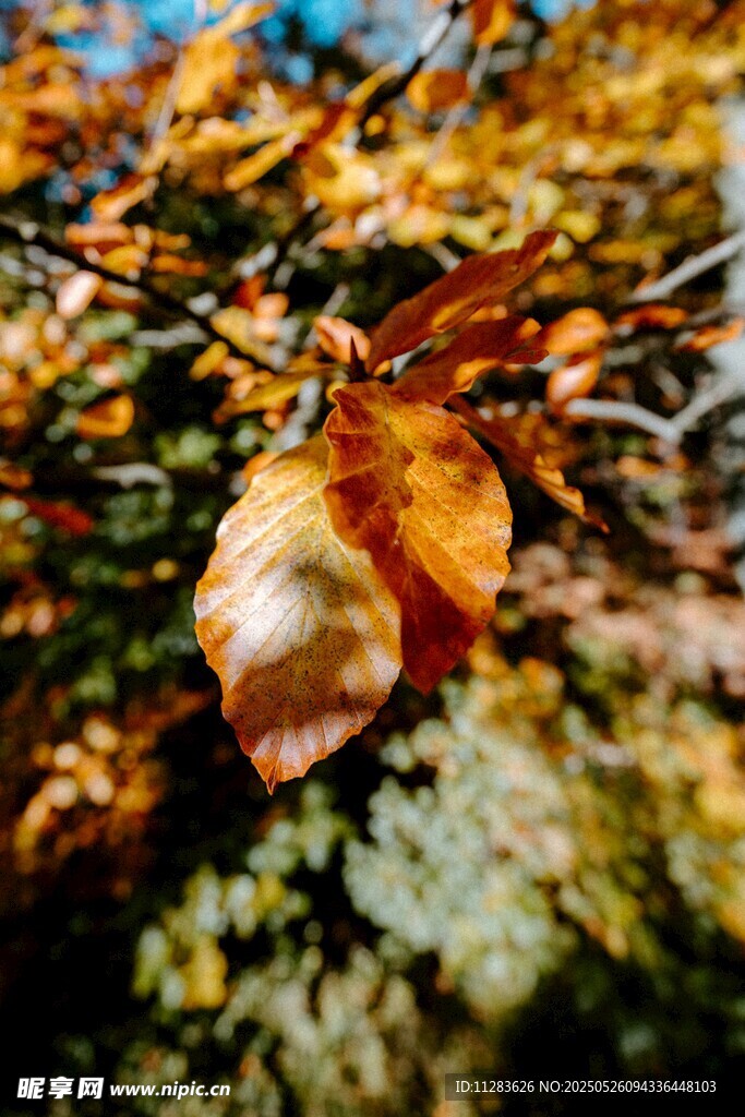 秋日枯叶特写