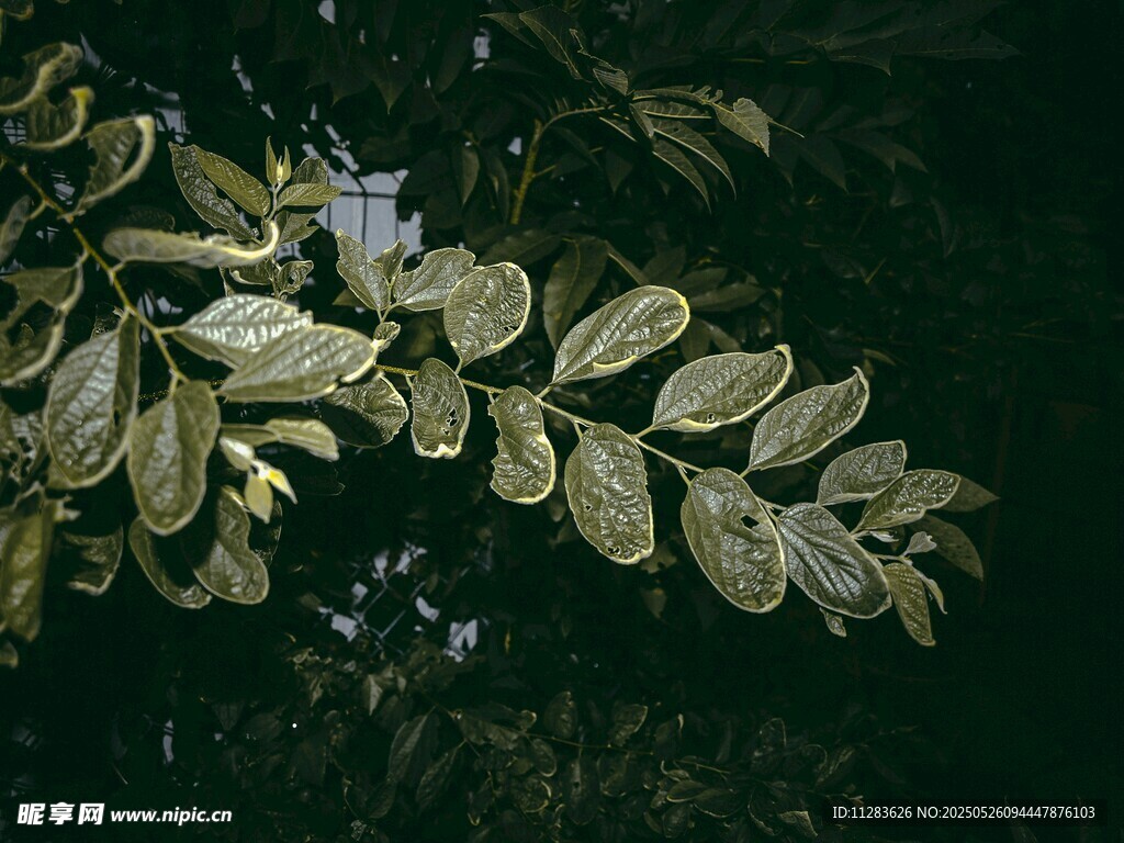 翠绿叶片间的紫色小花