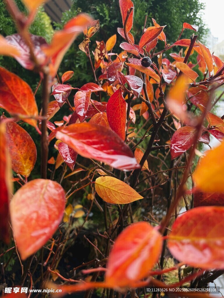 红叶植物特写
