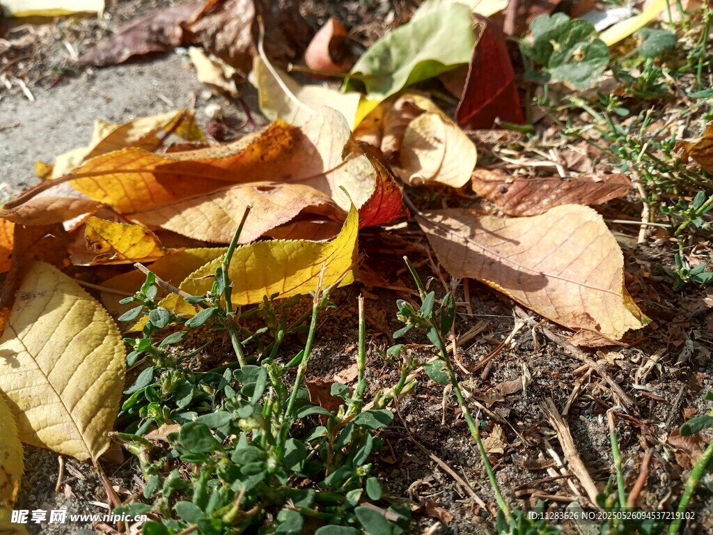 地上枯黄落叶与绿草