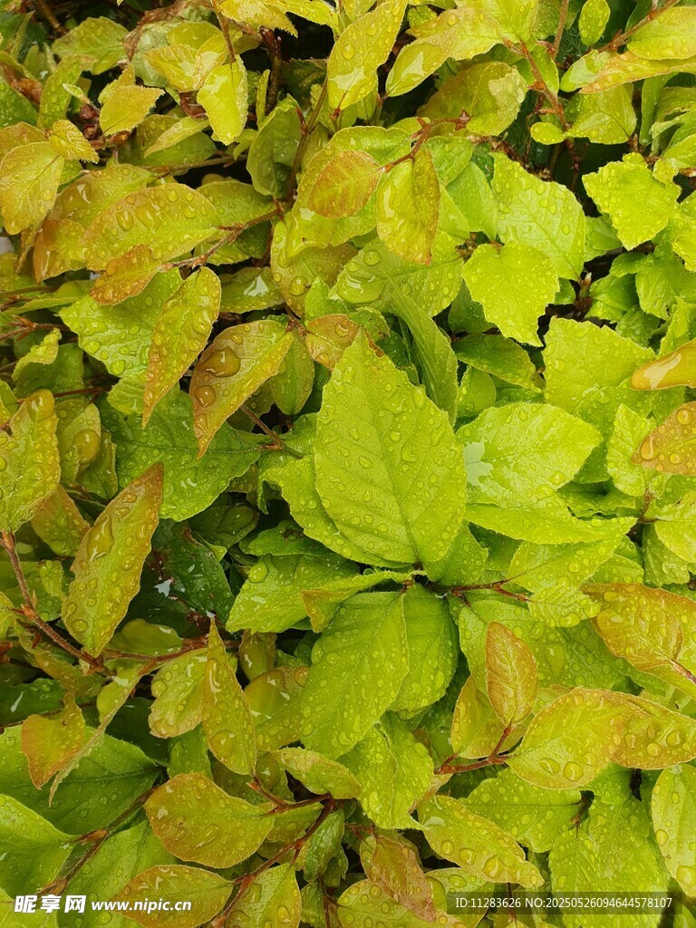 黄绿相间的繁茂叶片