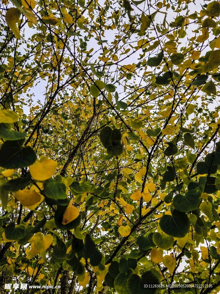 秋日繁茂树叶景观