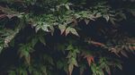 翠绿繁茂的植物叶片