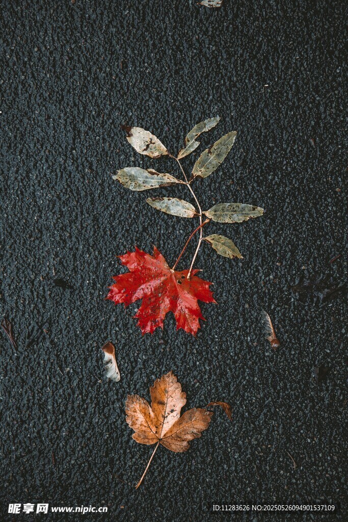 秋日落叶与花卉静物图