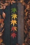 多彩枫叶排列于木板之上