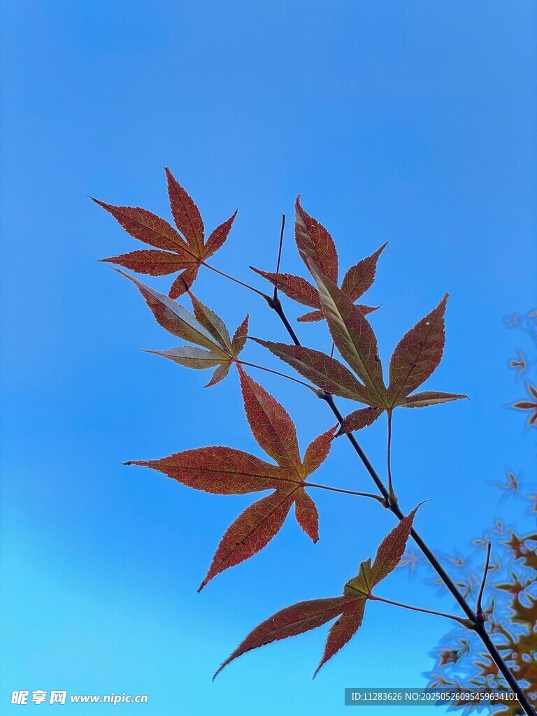 蓝天映衬下的红枫叶
