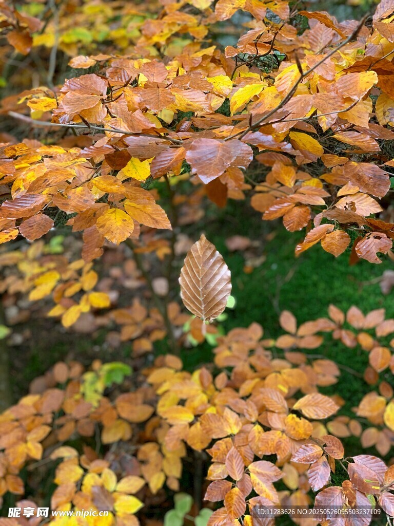 秋日斑斓树叶特写