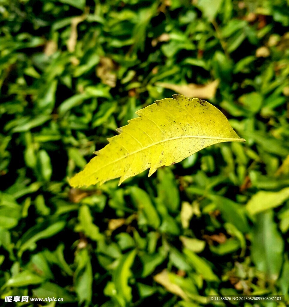 绿叶丛中一片黄