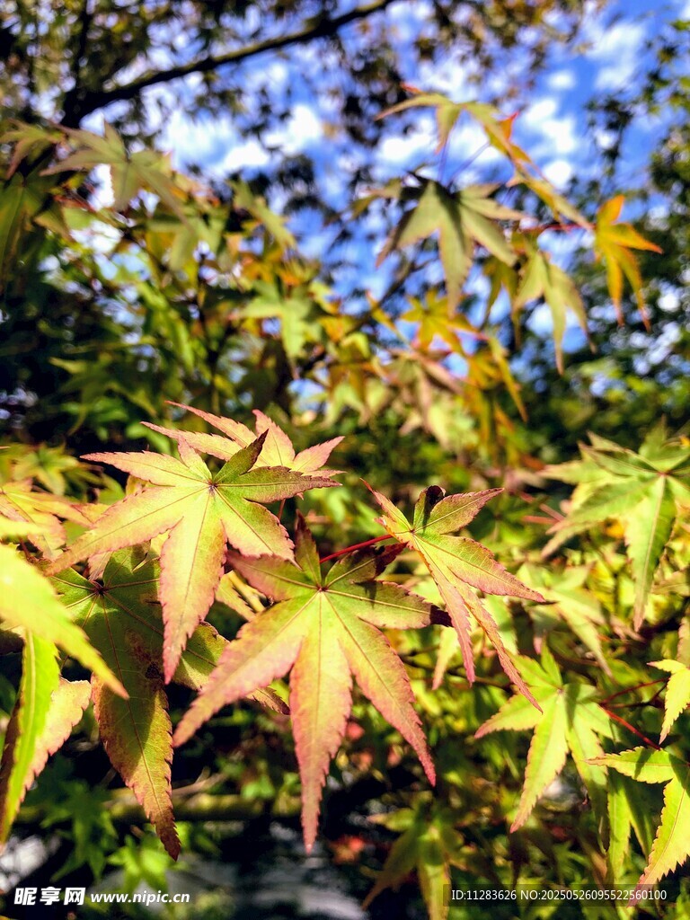 秋日斑斓枫叶枝头绽放