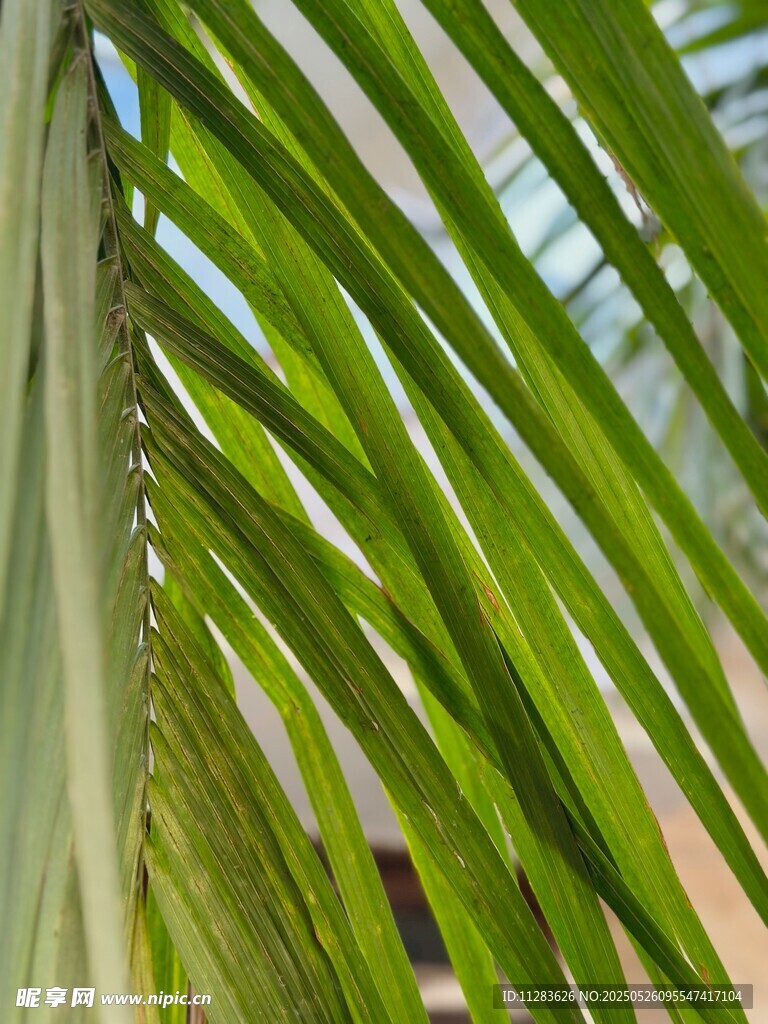 翠绿棕榈叶特写