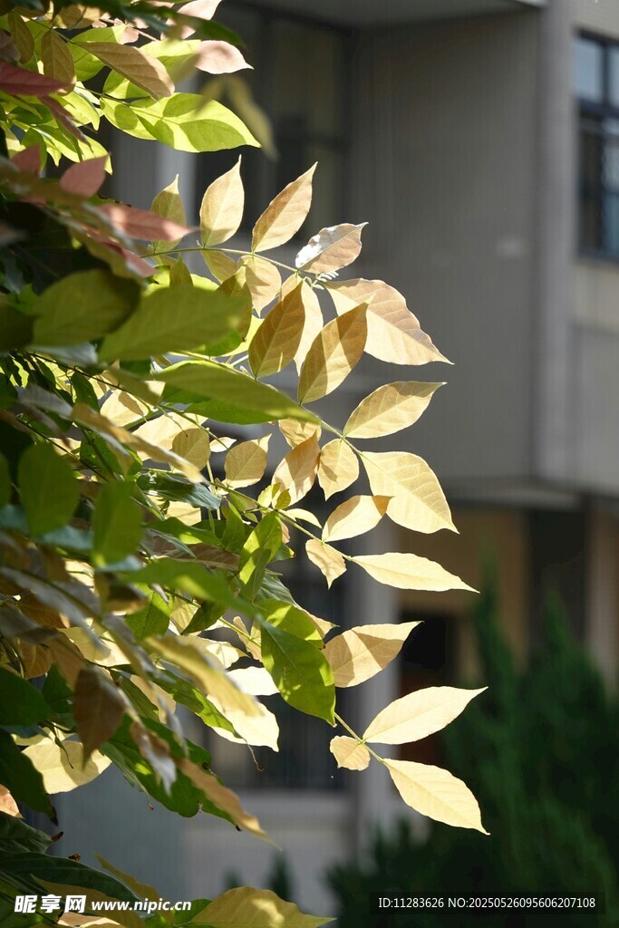 阳光下的树叶与建筑一角