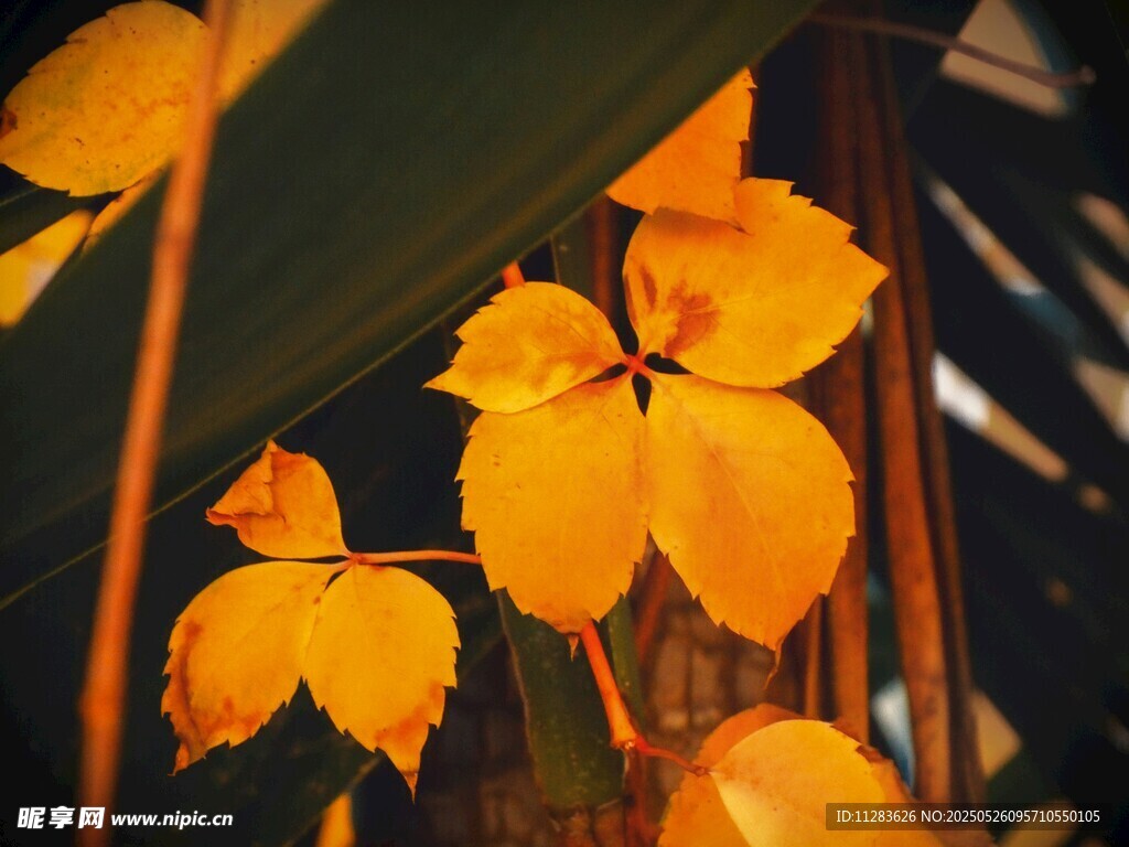 秋日金黄叶片特写
