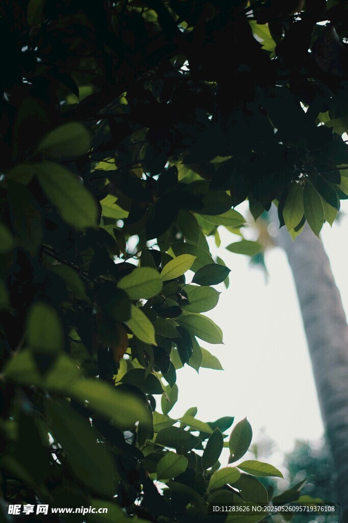 透过树叶望天空
