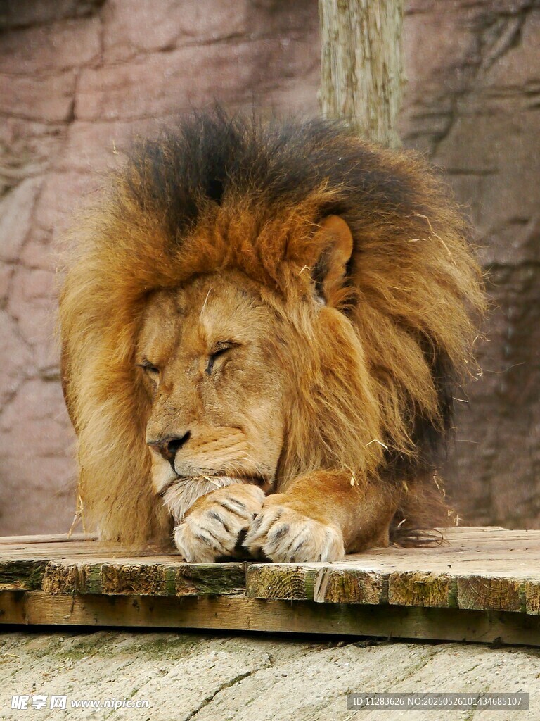 雄狮休憩