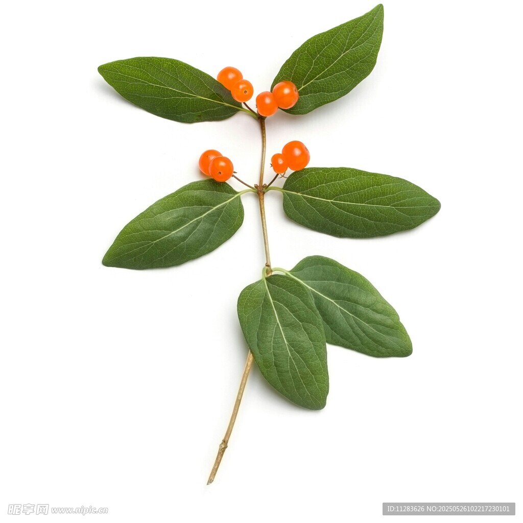 绿叶红果植物特写