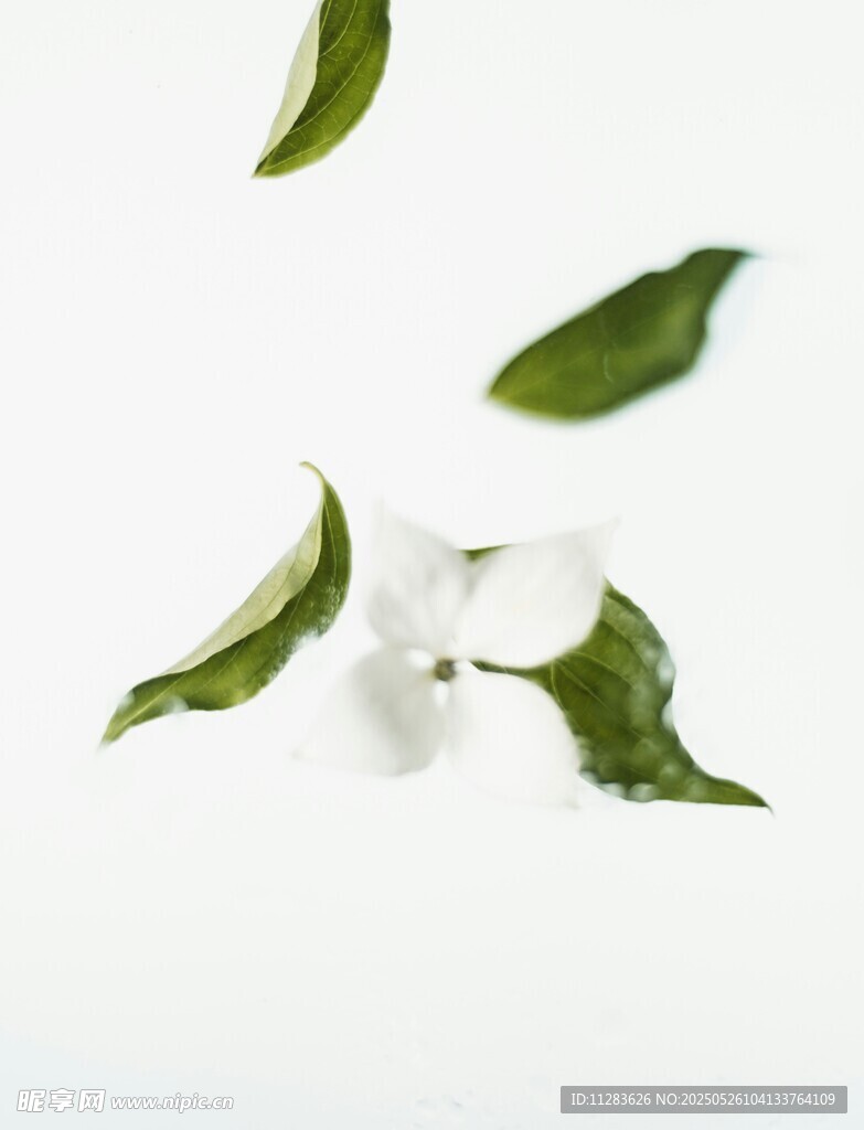 飘落绿叶与白花的景致