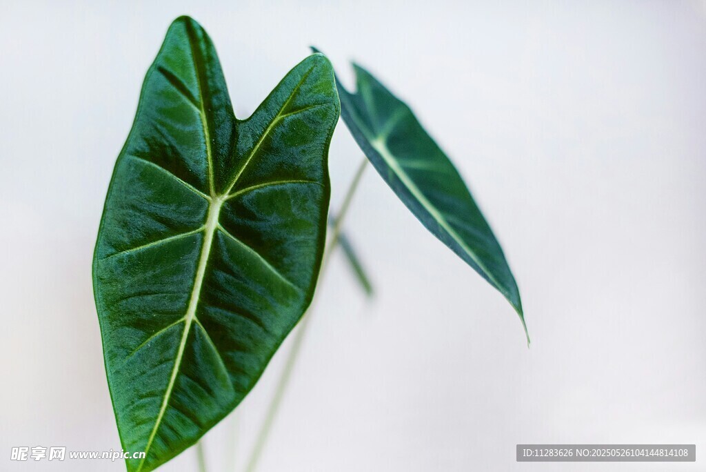两片翠绿心形植物叶片