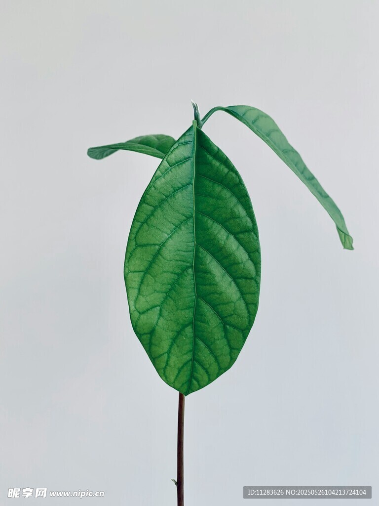 嫩绿单株植物叶片特写