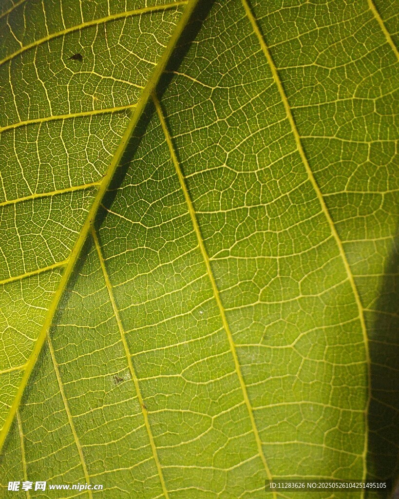 叶脉特写