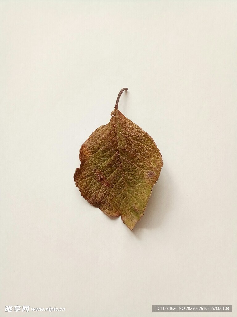 枯黄单叶特写