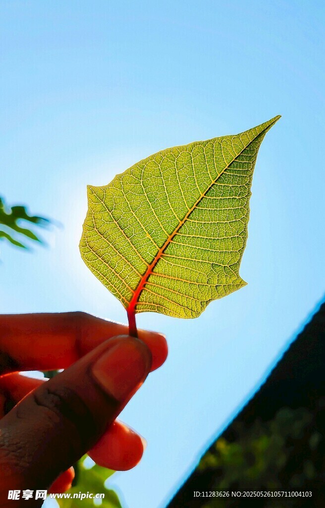 手托绿叶迎蓝天