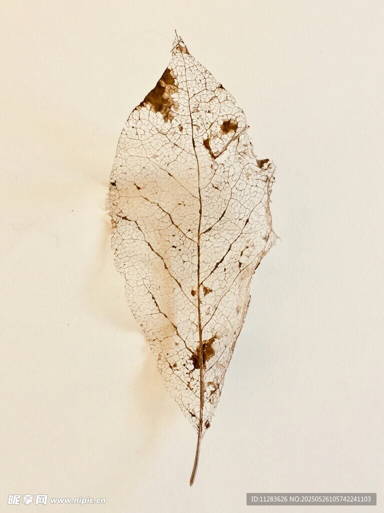 透明叶脉枯叶标本