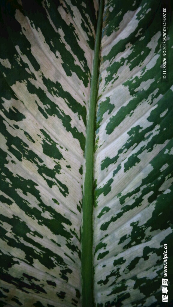 斑纹独特的绿植叶片