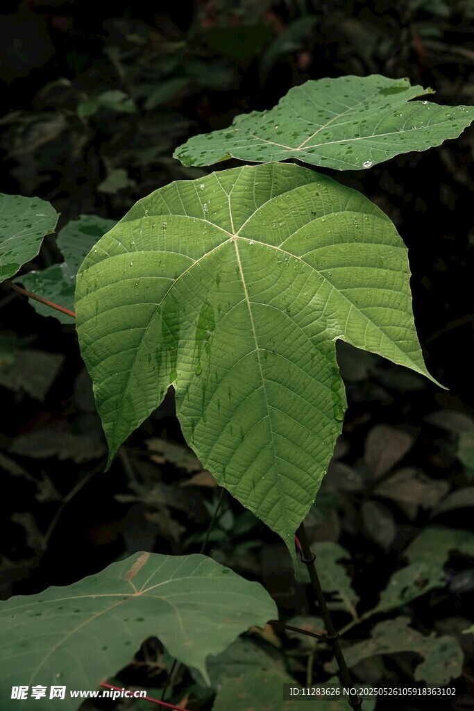 翠绿掌状叶片植物特写