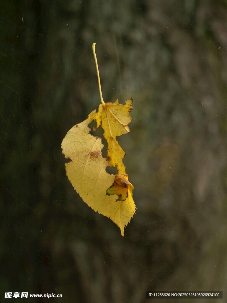 黄叶上的多彩昆虫