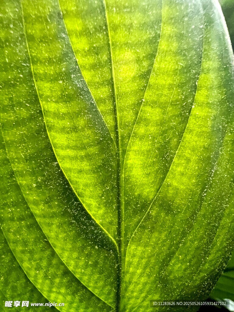 翠绿叶片纹理特写