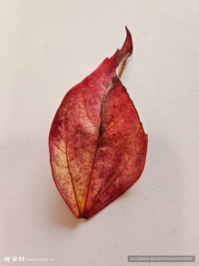 红叶特写