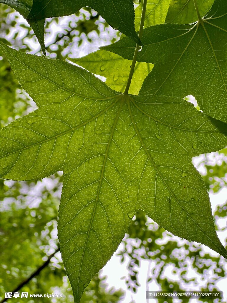 翠绿枫叶特写