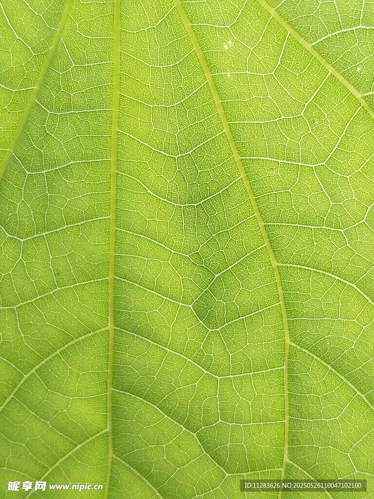 翠绿叶片纹理特写