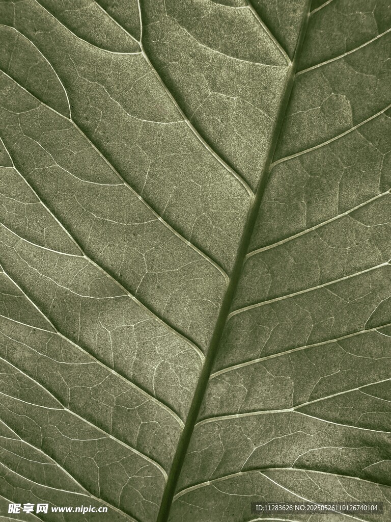 纹理清晰的绿色叶片